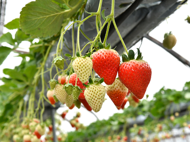 流通科学大学 実家のイチゴのブランド化を目指し 会社設立