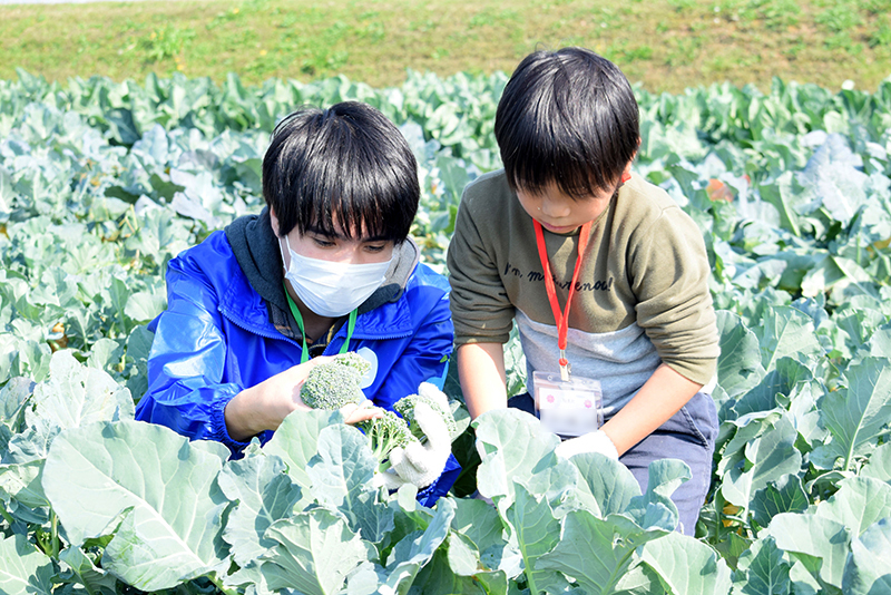 冬野菜収穫体験 in 稲美町