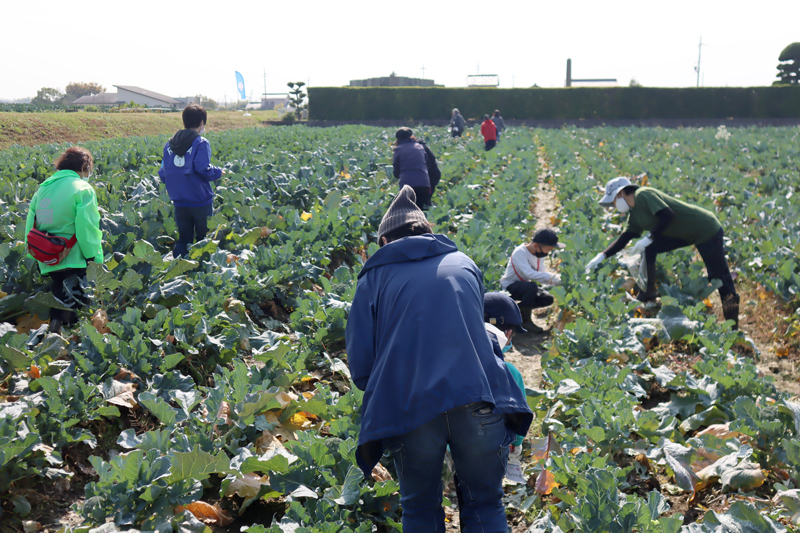 冬野菜収穫体験 in 稲美町