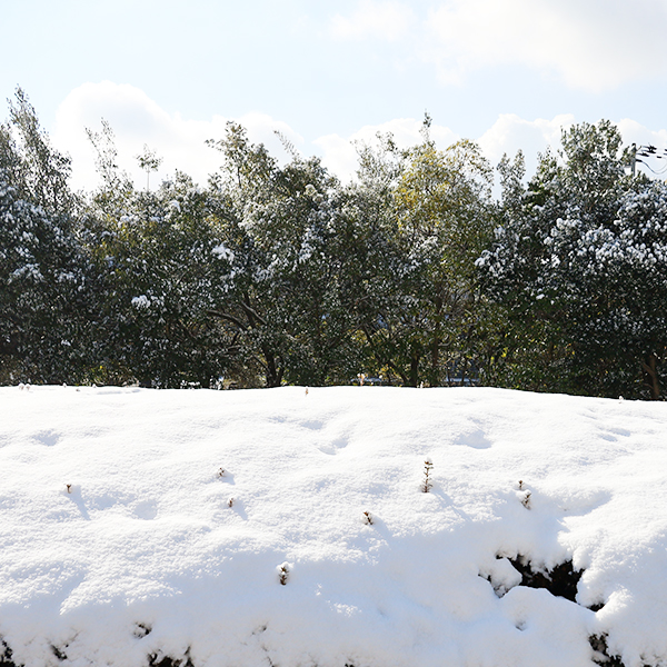 流通科学大学 雪景色