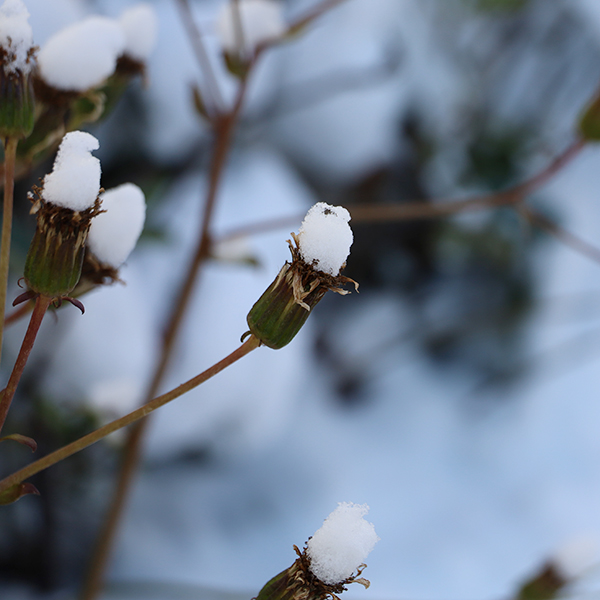 流通科学大学 雪景色