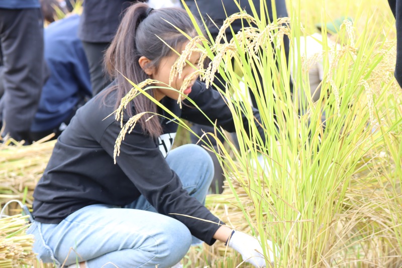 稲を刈る学生