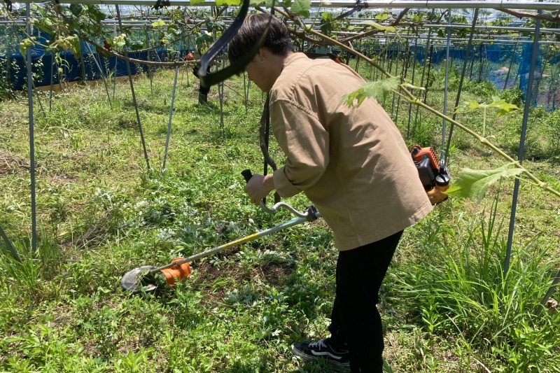 除草する学生